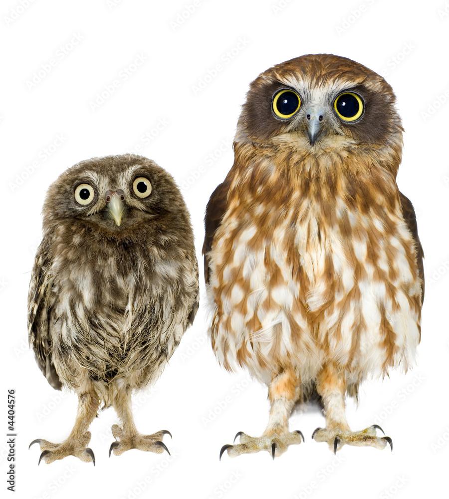 Fototapeta premium female owl and a owlet