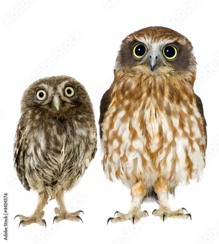 female owl and a owlet