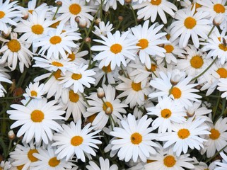 Papier peint photo Marguerites Tapis floral de marguerites éclatantes  © ollirg
