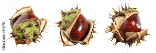 horse chestnut (conker) border