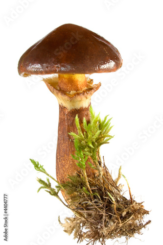 Boletus luteus