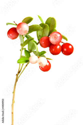 lingonberries