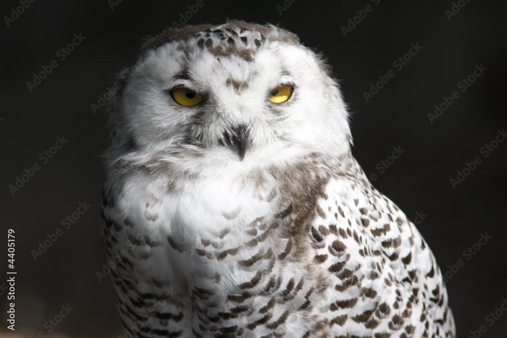 Obraz premium chouette harfang portrait