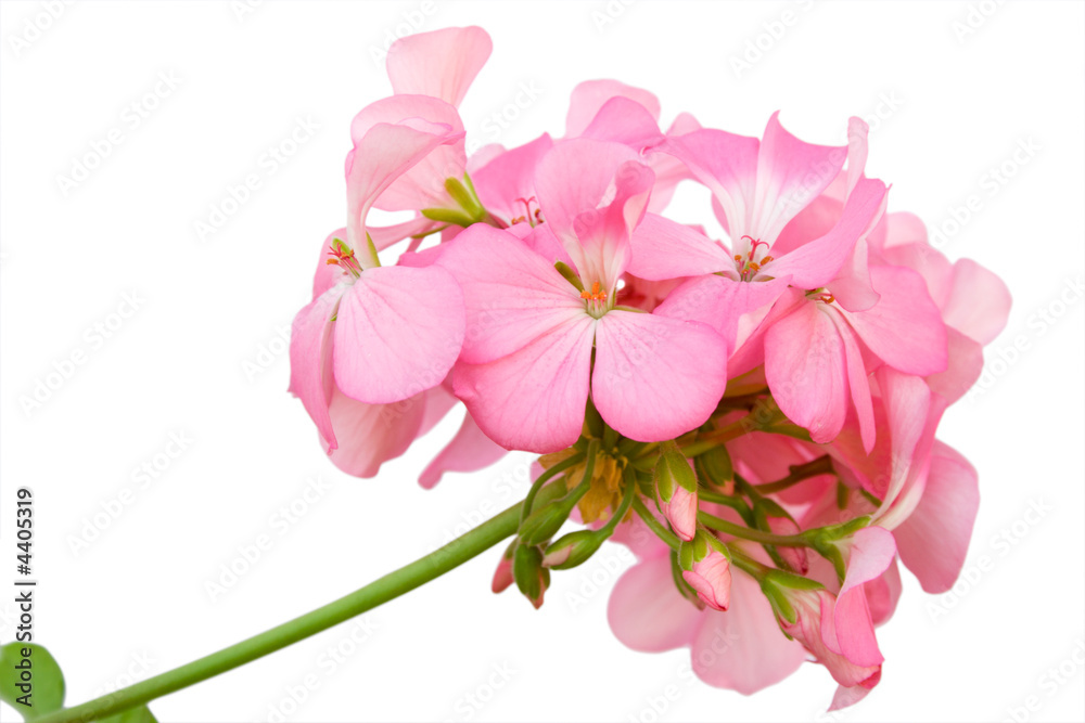 Beautiful inflorescence of pink geranium