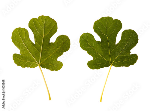 fig. one leaf - two sides