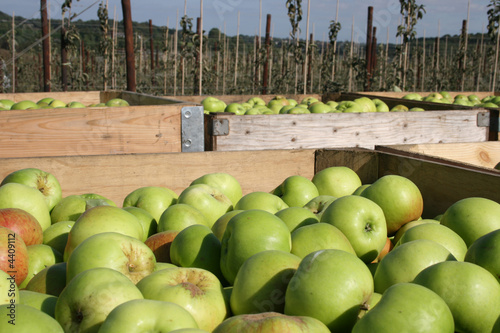 Kentish Apples Boxed Up