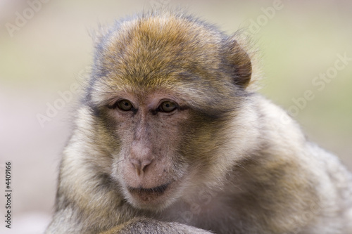 Portrait of a female barbary ape