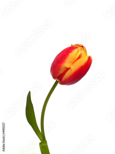 tulpe - tulip