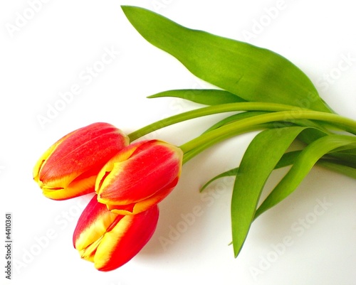 tulpen - tulips