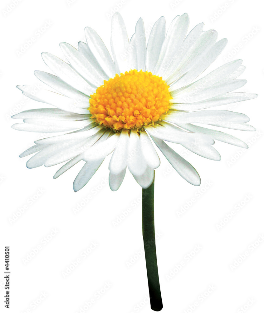 Naklejka premium bałamutny