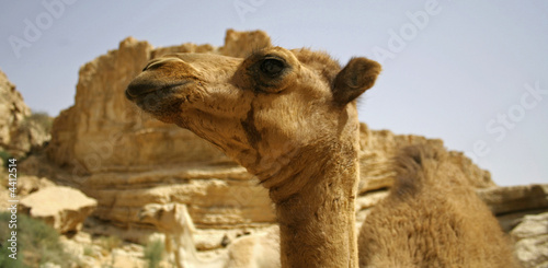 camel in sede boker desert, israel