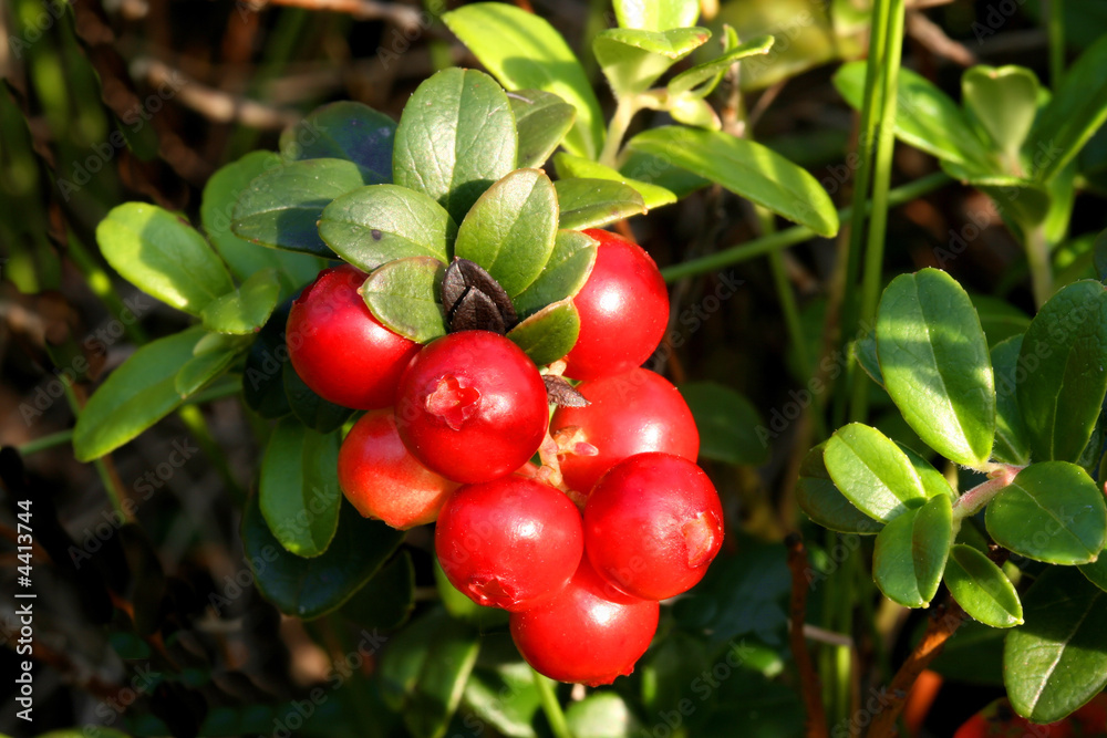 Obraz premium Mountain cranberry fruit