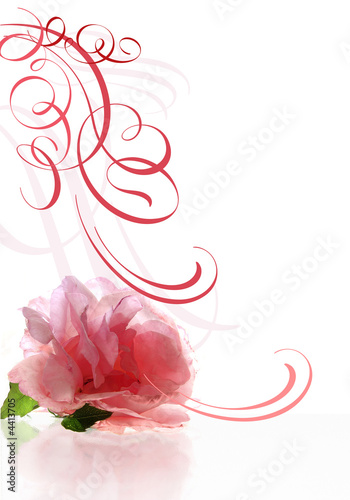 Rose_curl_pink