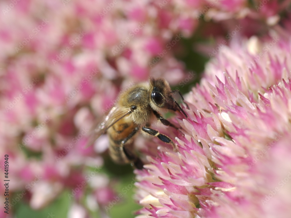 Honey bee gathering nectar