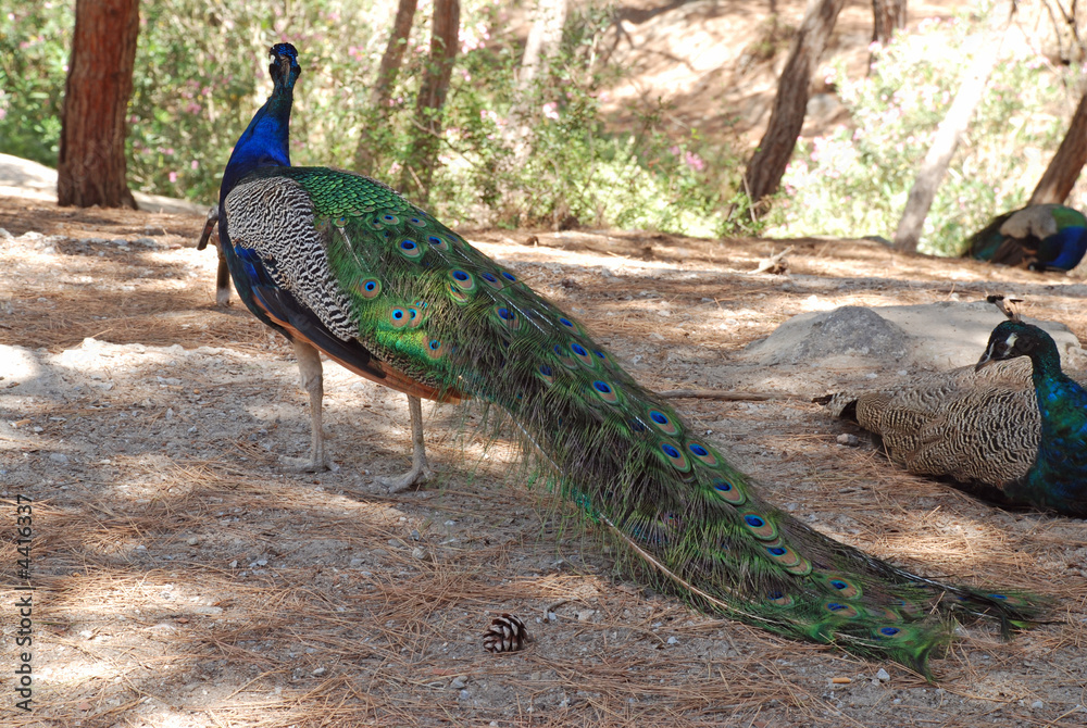 Naklejka premium Peacock family