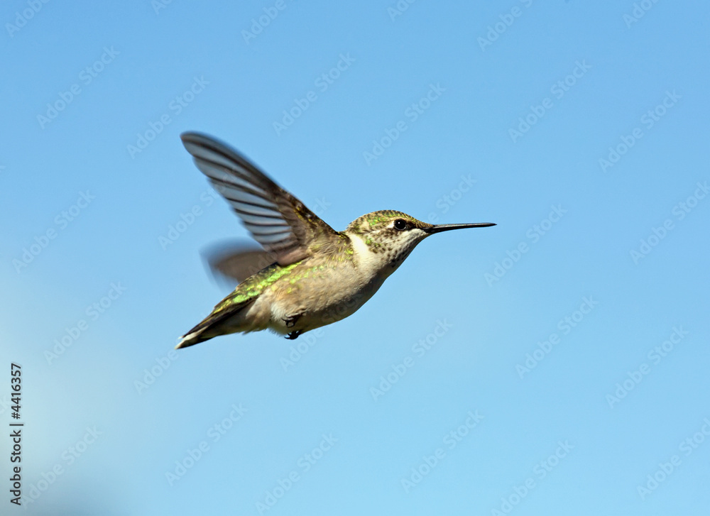 Fototapeta premium Female Ruby-throated Hummingbird in flight