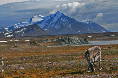 Reindeer from Spitsbergen