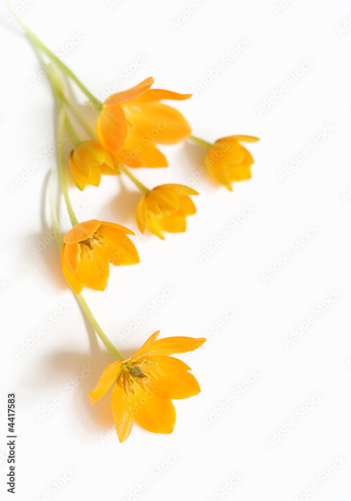 Obraz premium Small spring bouquet