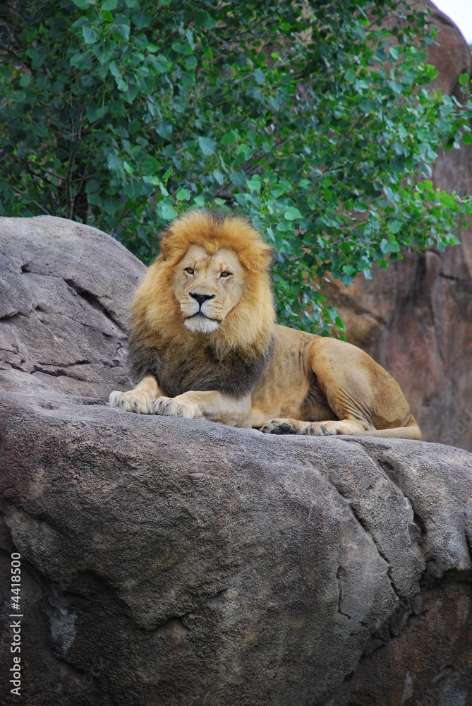 Obraz premium Lion