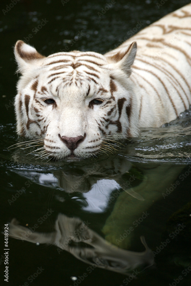 Naklejka premium White Tiger