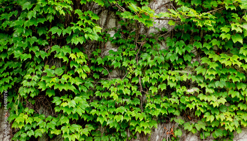 old ivy wall