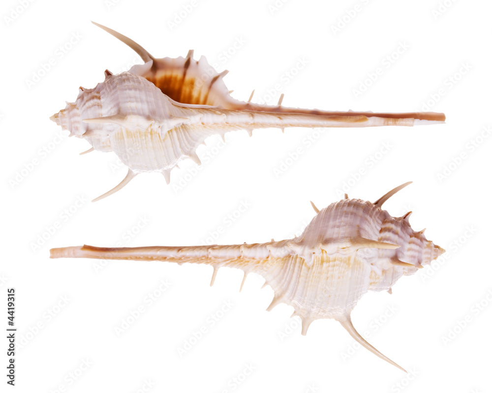 Ternuispina Murex Seashells Ternuispina Murex Seashells