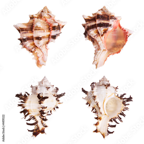 Tableau sur toile Murex Seashells
