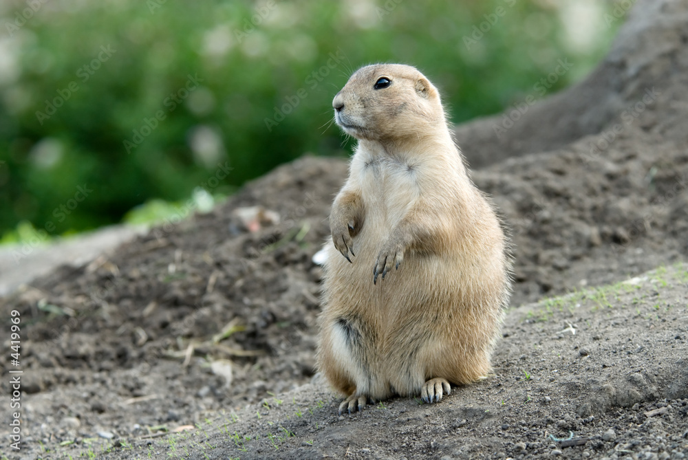 Fototapeta premium cute prarie dog