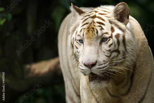 White Tiger