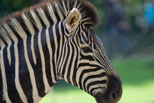 beautiful zebra