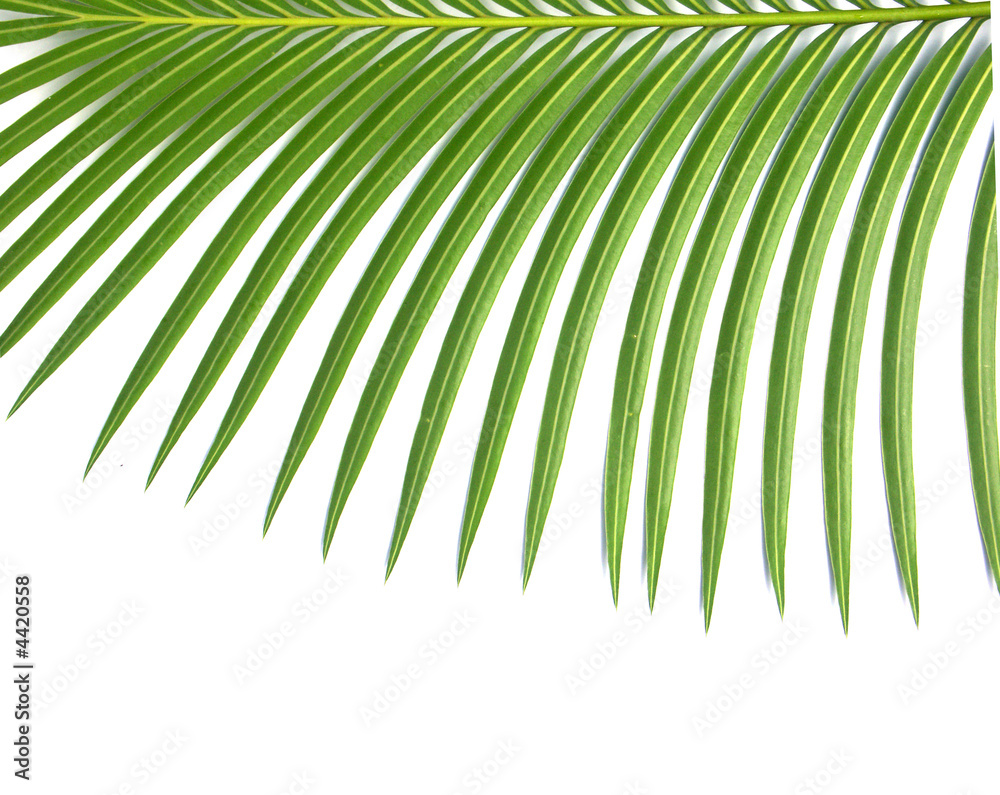 Obraz premium chevelure de palmier