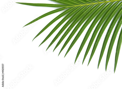 frange de palmier