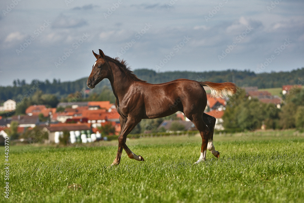 Fototapeta premium fohlen