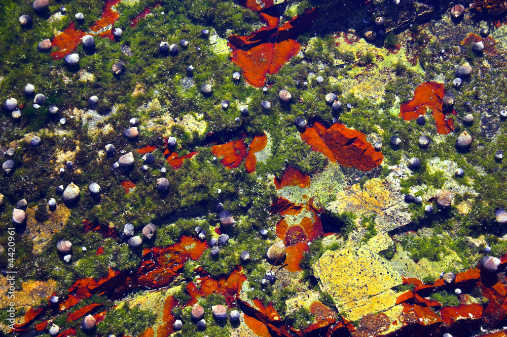 Fototapeta premium Tidal communities