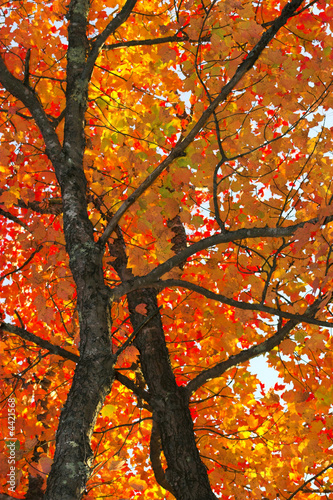 Fall foliage colors