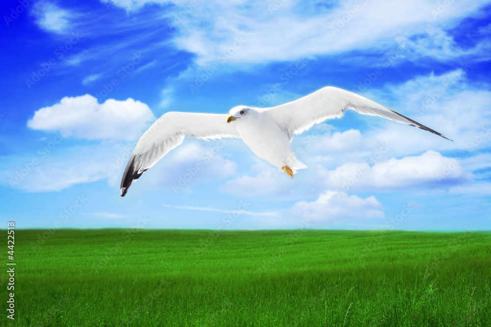 Fototapeta premium seagull on a flight