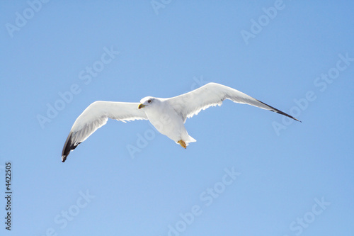 seagull on a flight