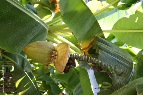 fleur de bananier