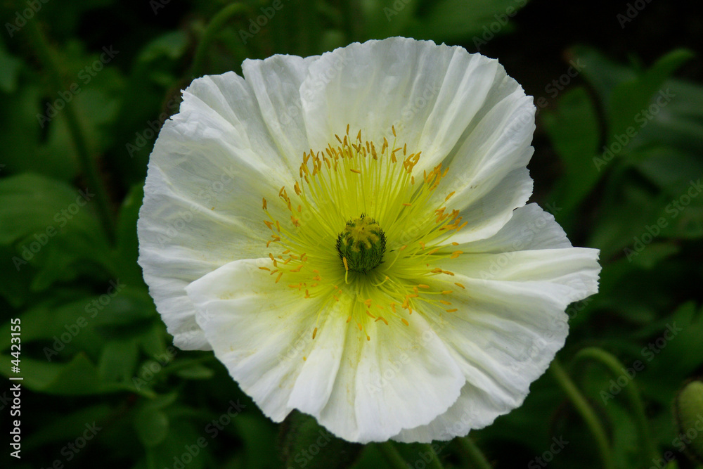 Naklejka premium Mohn