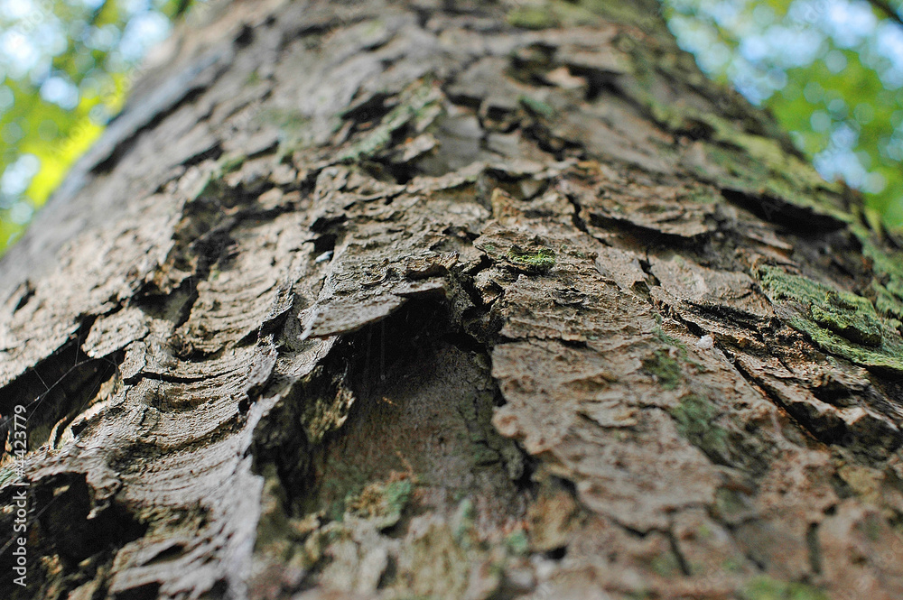 rinde eines baumes rinde eines baumes