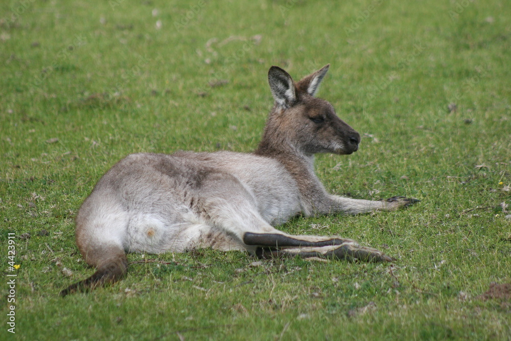 Känguru - Kangaroo