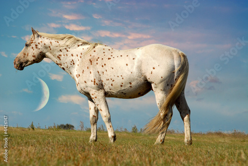 appaloosa dans les nuages photo