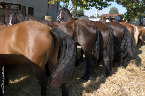 Chevaux en rang
