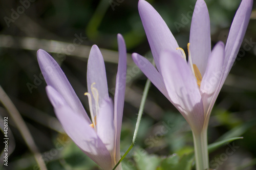 Crocus