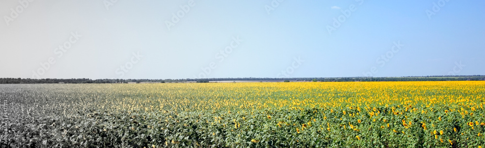 Sunflower Field in Ukraine