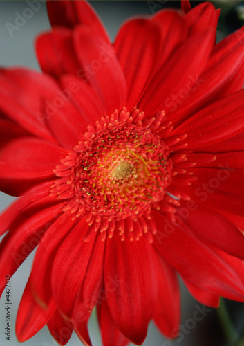 Red and hot gerbera