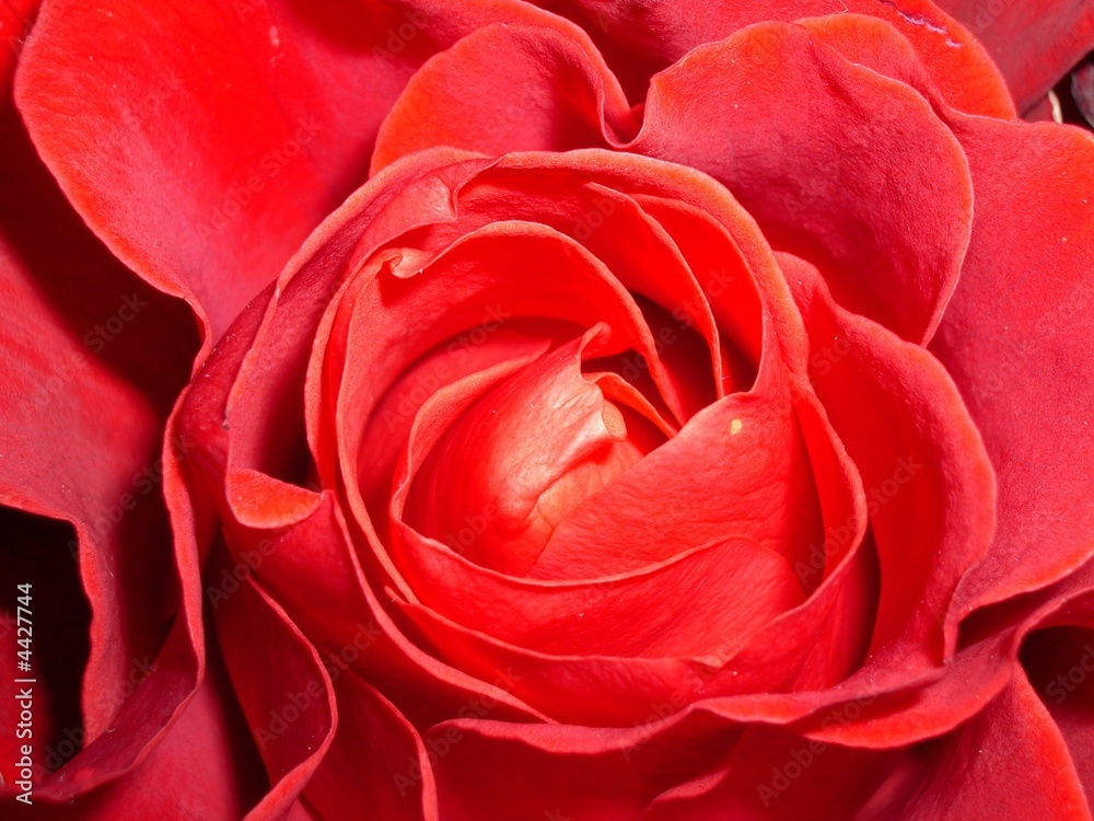 rose rose