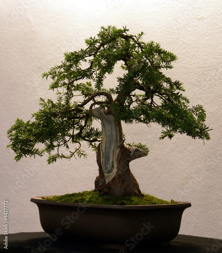 Bonsai Three