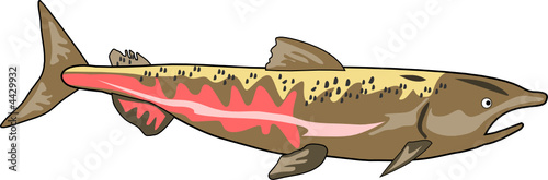 Chinook salmon