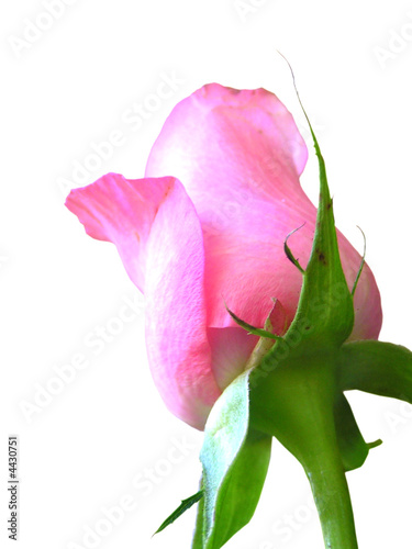 Fototapeta Naklejka Na Ścianę i Meble -  pink rose bud